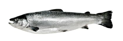 Salmon